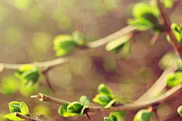 初四立春，几点钟的春意盎然-新乐天