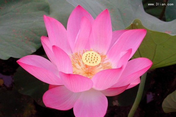 出水芙蓉与最佳生肖的完美结合-新乐天