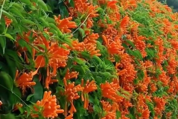 初旬的含义与影响-新乐天