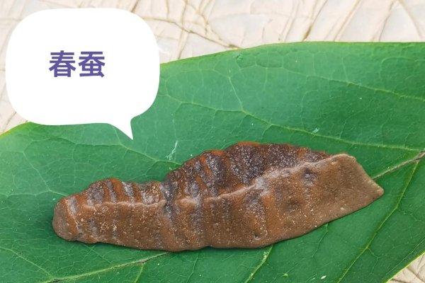 春蚕精神，敬业奉献，智慧前行-新乐天