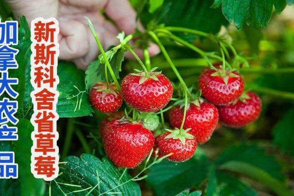 草莓视频，在线观看免费完整的影视新体验-新乐天