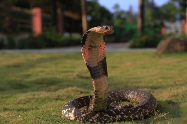 草蛇灰线打生肖—蛇-新乐天