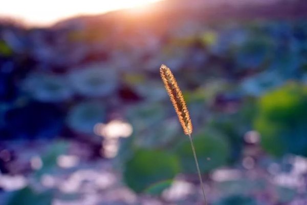 处暑，夏末秋初的节气之韵-新乐天