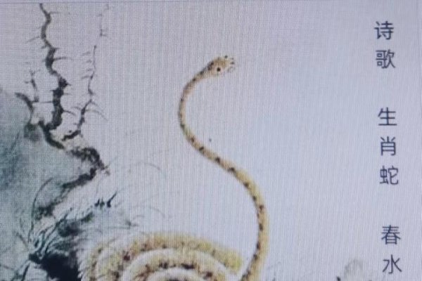 打草惊蛇的生肖—蛇-新乐天