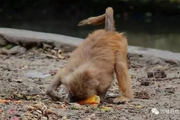 大打出手的生肖—猴-新乐天