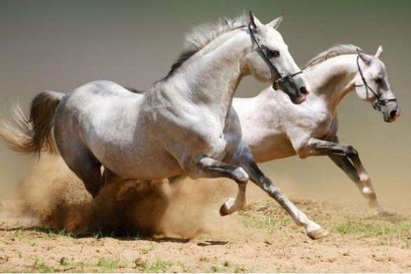 地动山摇与生肖之谜-新乐天