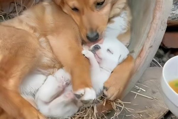 豆豆，母狗狗的温馨陪伴-新乐天