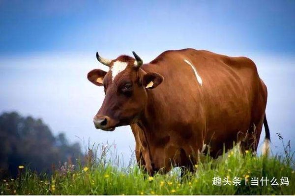 点石成金，揭秘最佳生肖，牛-新乐天