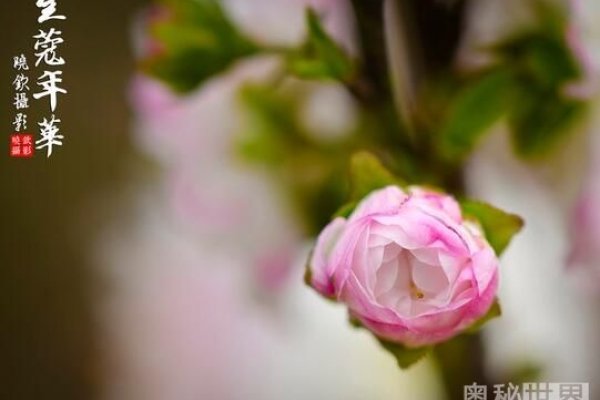 豆蔻年华，探索青春最绚烂的年纪-新乐天