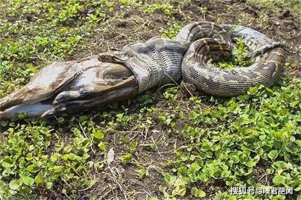 大蟒蛇吃人，黑暗势力纵火焚烧人类家园-新乐天