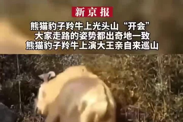 大熊猫走路姿势与内八字-新乐天
