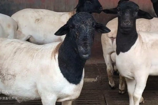 得禄之羊，解读养殖业的吉祥寓意-新乐天