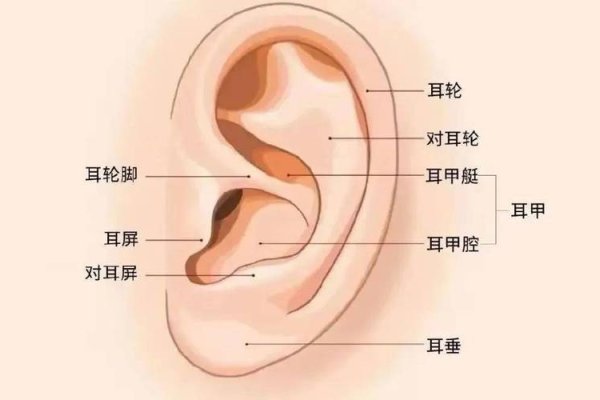 耳朵大小与福气无关，传统相学VS科学解读，理性看待文化习俗-新乐天