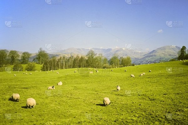 风光无限，生肖羊成最靓风景线-新乐天