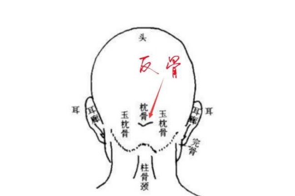反骨与叛逆，文化象征还是科学判断？-新乐天