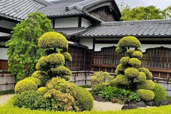 房前屋后种什么树好—绿化选择的艺术-新乐天