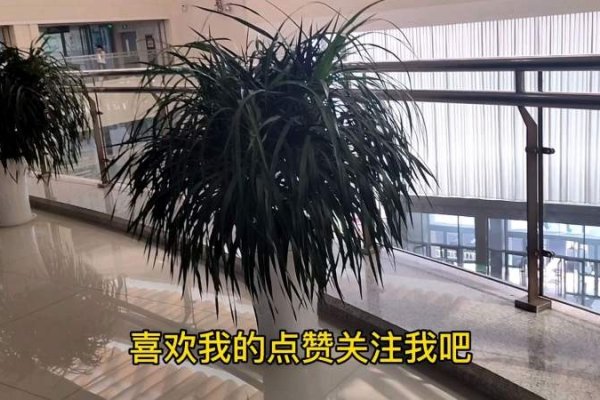 房前屋后种树讲究，龙须、红豆杉添吉祥，避桑柳保聚气-新乐天