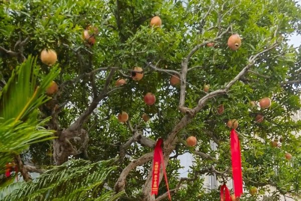 风水树种选得好，坟地人财两旺！-新乐天