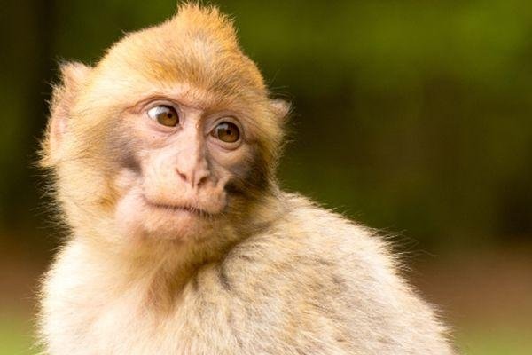 福无双至是什么生肖-新乐天