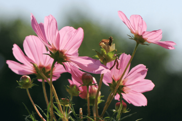 风韵犹存的生肖特点-新乐天