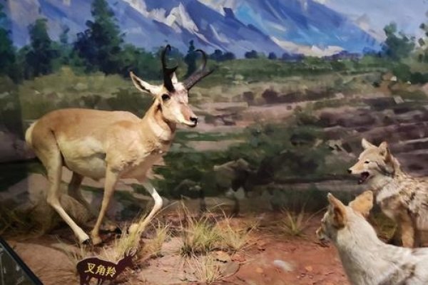 飞苍走黄—探寻神秘动物世界的踪迹-新乐天