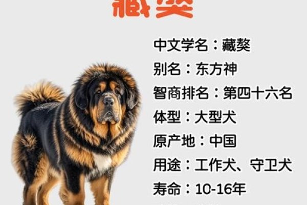 给藏獒起名，为爱与智慧共同谱写传奇-新乐天