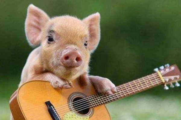 故态复萌，猜一生肖—猪-新乐天