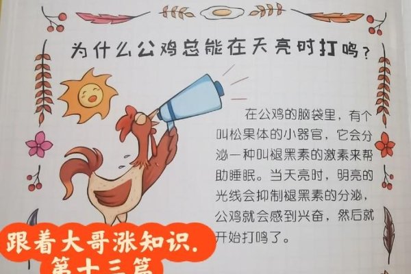 公鸡打鸣的奥秘，揭秘几点打鸣的自然规律-新乐天