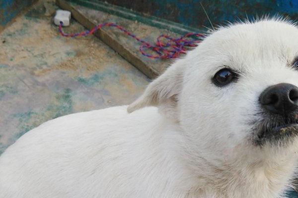 给宠物狗起名字的艺术，爱、个性与创意的完美融合-新乐天