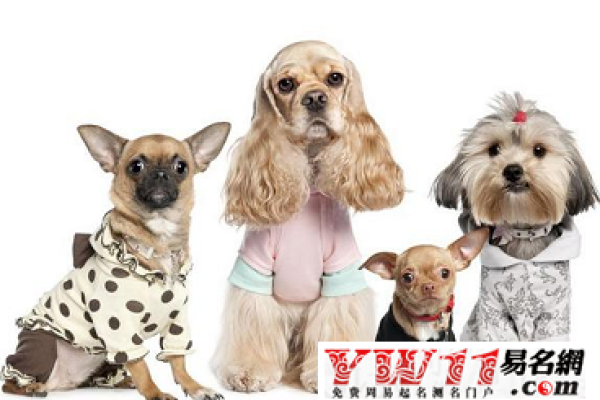 各种宠物狗名字大观-新乐天