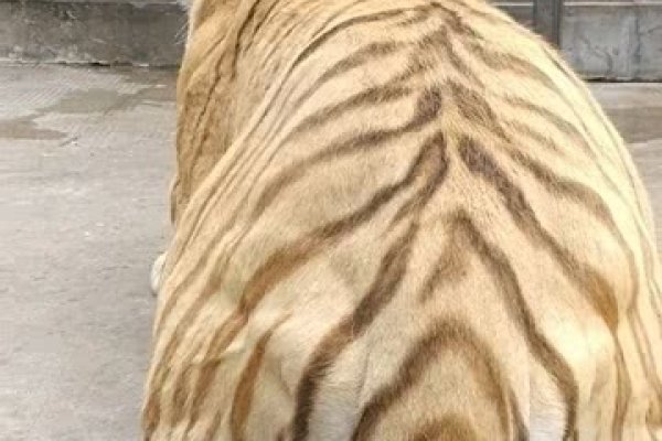 虎背熊腰与生肖之谜-新乐天