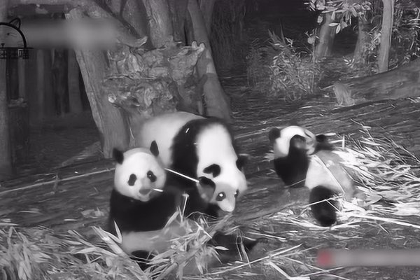 黑灯瞎火之谜,动物探秘-新乐天