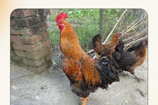 花花公子指的是生肖鸡-新乐天