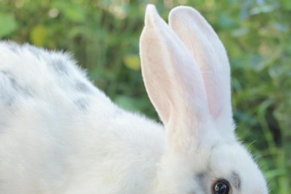 火上浇油是什么生肖？揭秘生肖与情绪的复杂关联-新乐天