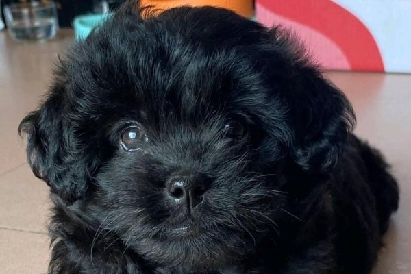 黑色小狗的10个可爱又好记的名字推荐-新乐天