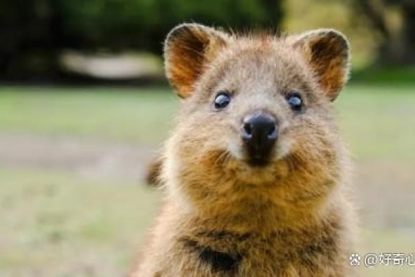 好听女生昵称精选，自然、动物、物品类-新乐天