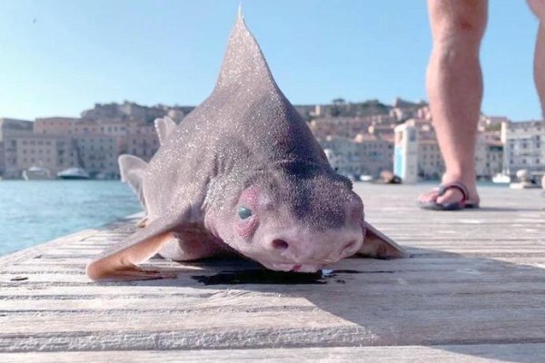 海猪，深海肉食动物，海洋的神秘圆滚滚居民-新乐天