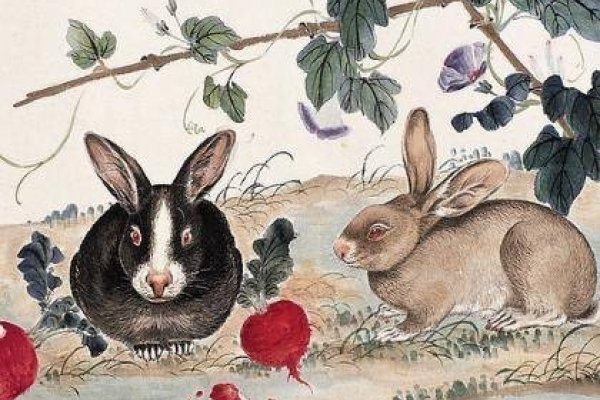 红袖添香，兔生肖的优雅陪伴-新乐天
