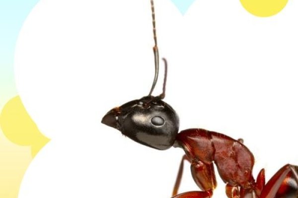 黑蚂蚁搬家，揭秘觅食与生态平衡的秘密-新乐天