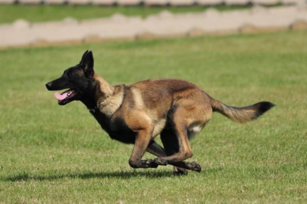 虎与鸡搭配超配，马狗属相契合-新乐天