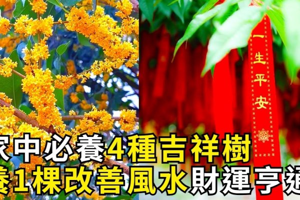 后院种树与生肖的寓意-新乐天