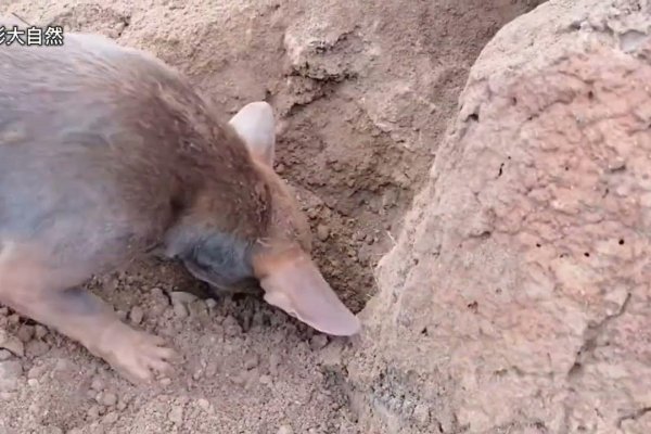 见财起意与动物之谜-新乐天