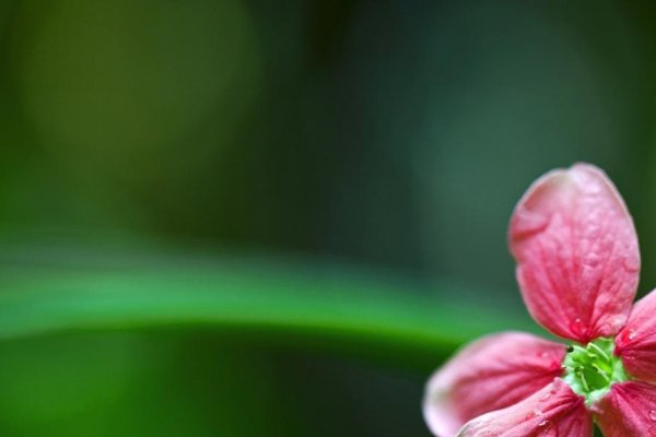 家花更比小花香生肖揭秘-新乐天