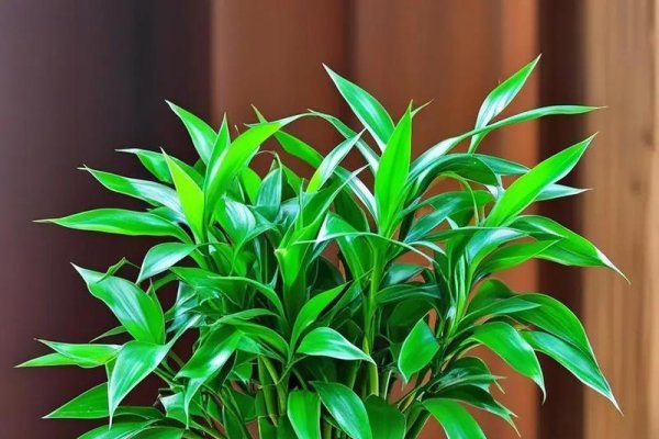 家居风水植物，绿意盎然，福泽绵长-新乐天