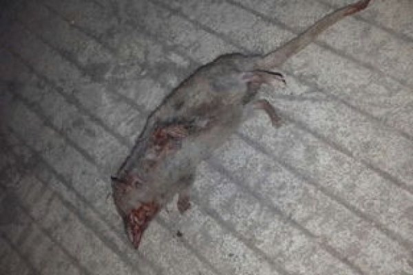 解析梦境中的老鼠，梦见老鼠是什么意思？-新乐天