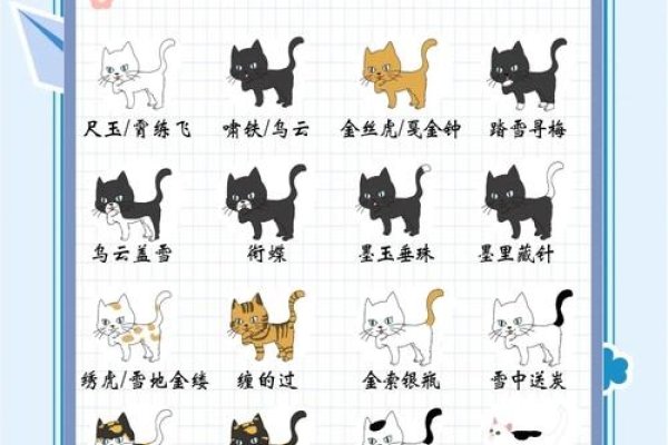 精选宠物猫名字，一隅光亮，一生相伴-新乐天
