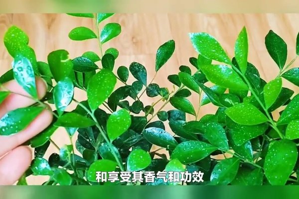 九里香，家中种植的吉凶与养护禁忌-新乐天