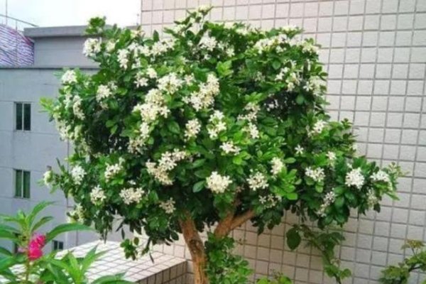 九里香在家种植禁忌-新乐天