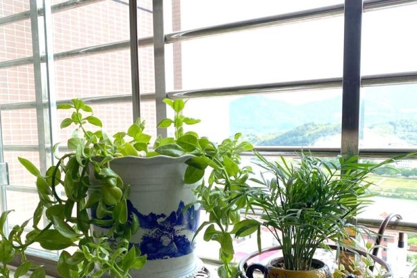 家里再穷也要养这三种花-新乐天