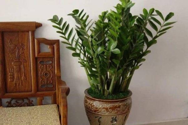 家里最旺财的十种花卉-新乐天